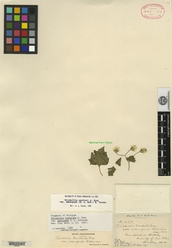 Brickellia coulteri var. adenopoda image