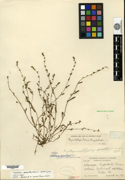 Image of Allocarya spiculifera