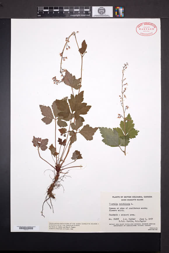 Tiarella trifoliata image