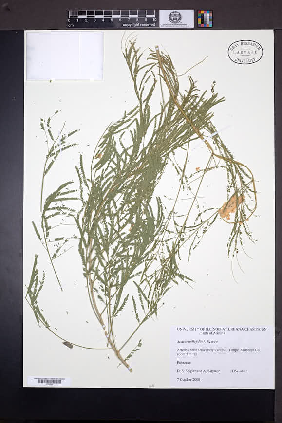 Acacia millefolia image