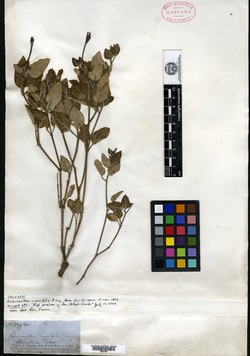Acleisanthes crassifolia image