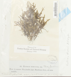 Sematophyllum marylandicum image