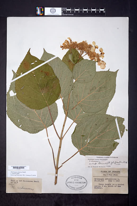 Hydrangea arborescens subsp. discolor image