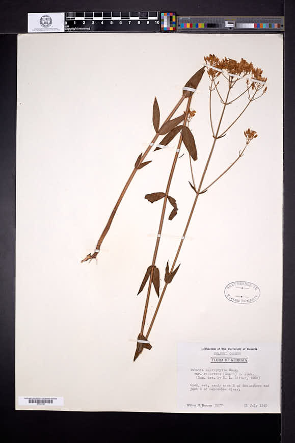 Sabatia macrophylla var. recurvans image