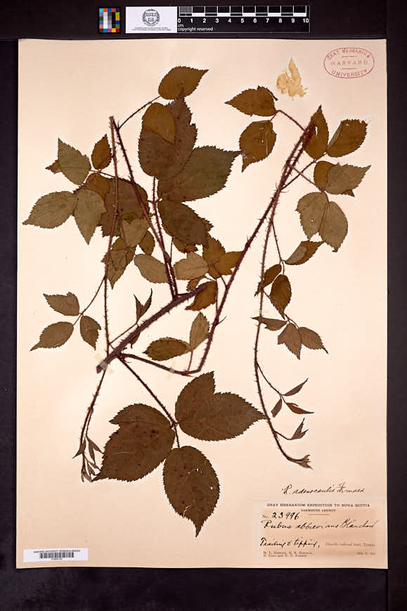 Rubus x adenocaulis image