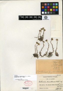 Antennaria burwellensis image