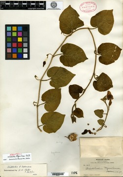 Aristolochia tequilana image