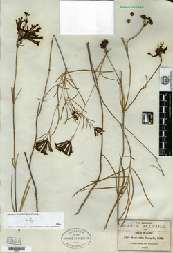 Bouvardia tenuifolia image