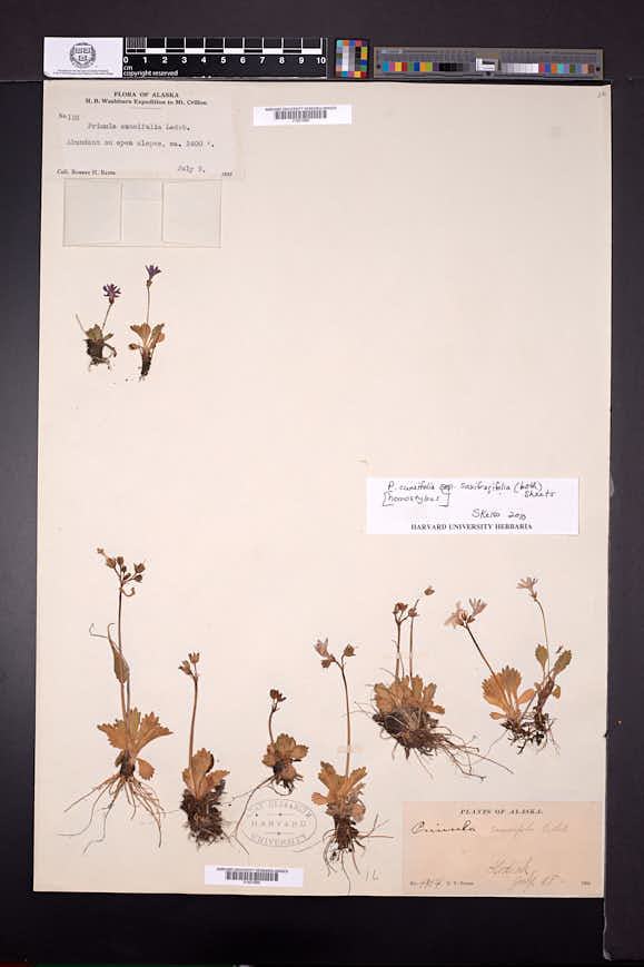 Primula cuneifolia image