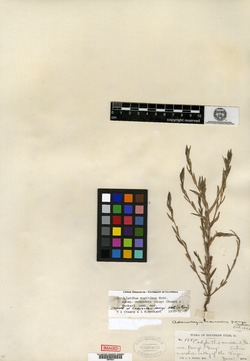 Chloropyron maritimum var. parryi image