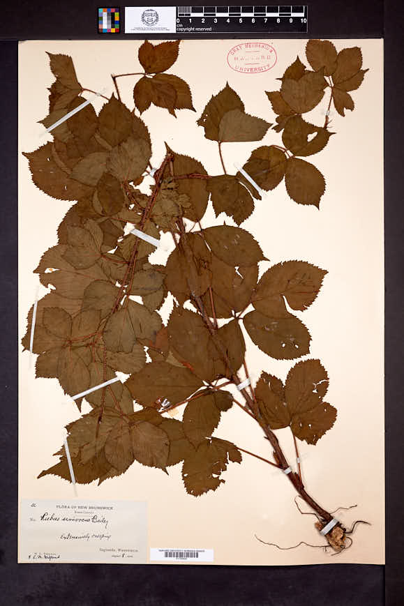 Rubus univocus image