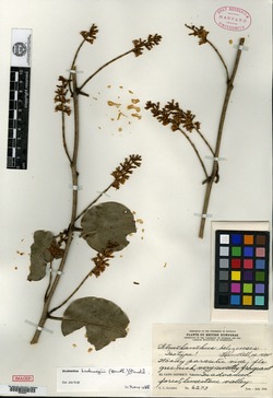 Image of Struthanthus belizensis