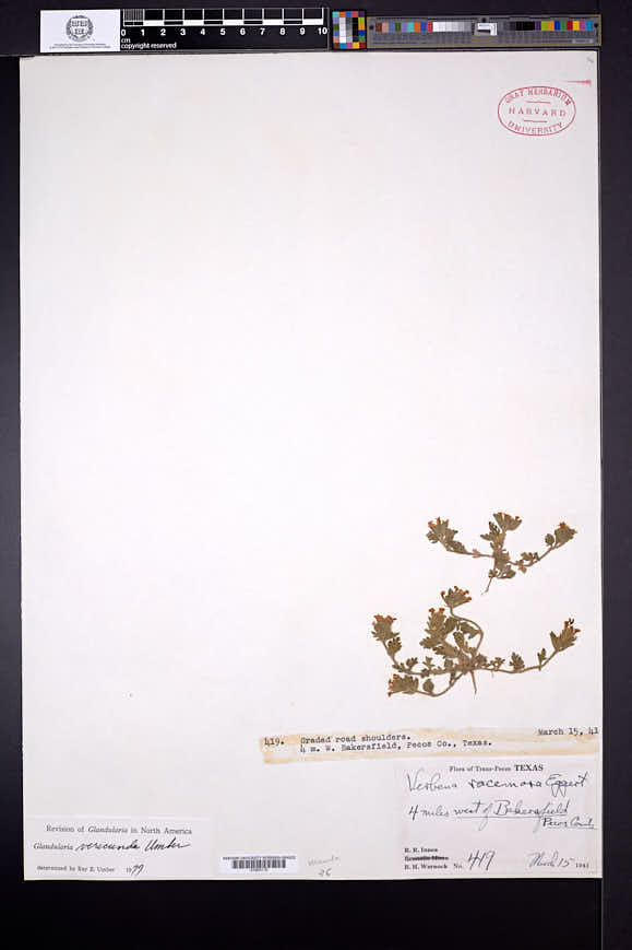 Glandularia quandrangulata image