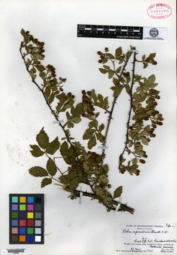 Image of Rubus cupressorum