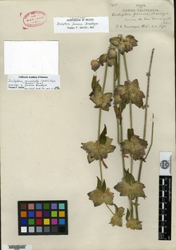 Image of Dicliptera formosa