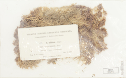 Sphagnum medium var. purpurascens image