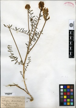 Image of Astragalus bicristatus