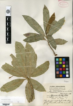 Gesneria jamaicensis image