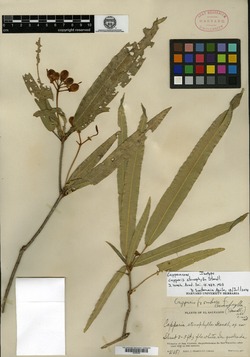 Image of Capparidastrum frondosum