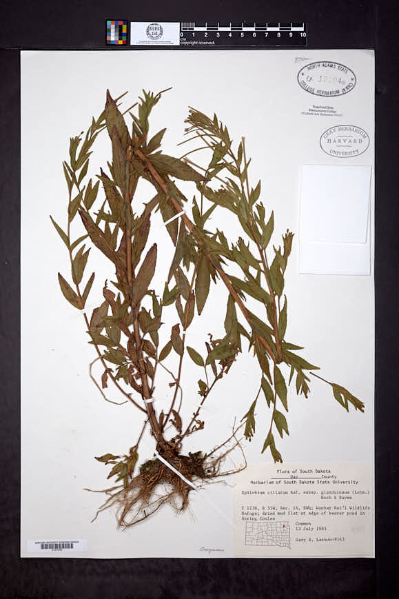 Epilobium ciliatum subsp. glandulosum image