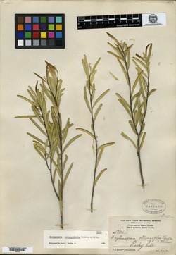 Image of Daphnopsis oblongifolia