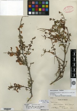 Image of Mimosa brevispicata