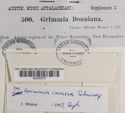 Grimmia incurva image