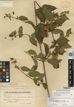 Image of Critonia billbergiana
