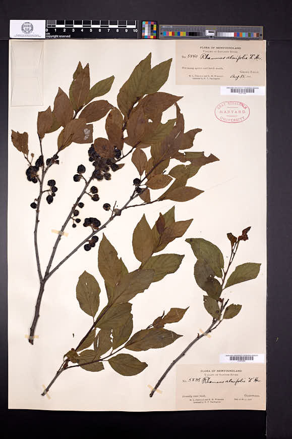 Rhamnus alnifolia image