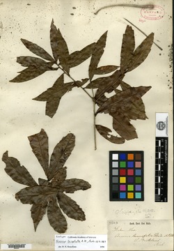 Image of Quercus leiophylla