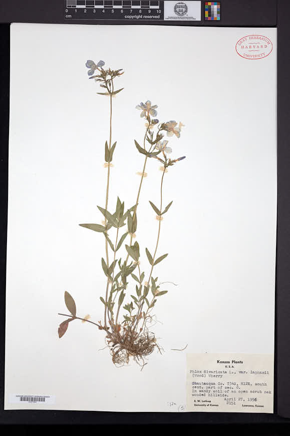 Phlox divaricata subsp. laphamii image