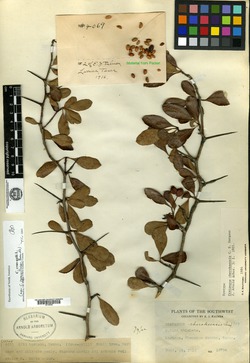 Crataegus cherokeensis image