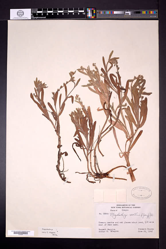 Plagiobothrys mollis image