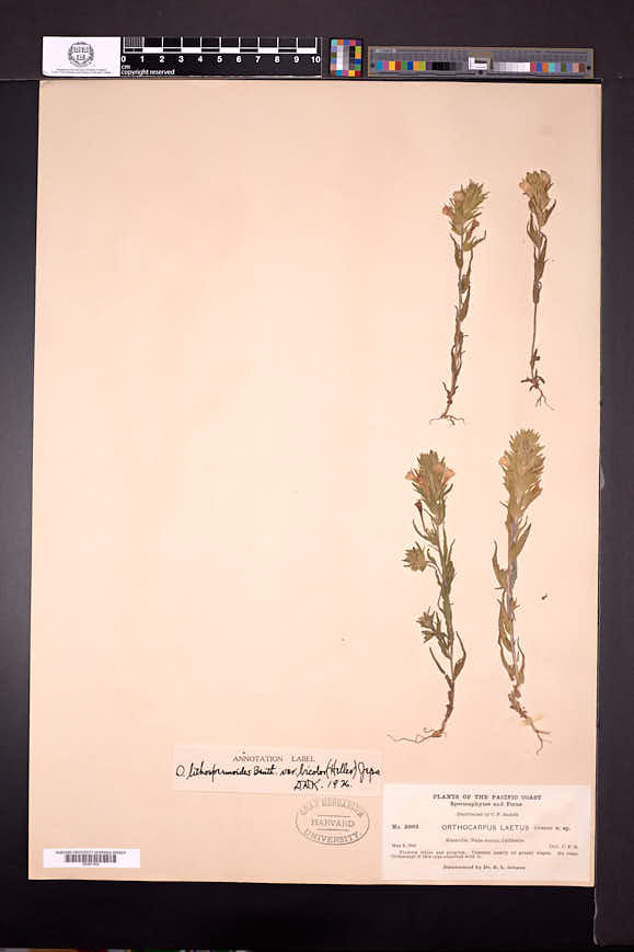 Orthocarpus lithospermoides var. bicolor image