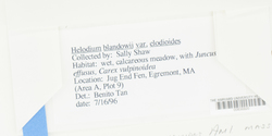 Helodium blandowii var. helodioides image