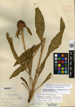 Image of Echinacea paradoxa