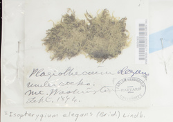Pseudotaxiphyllum elegans image