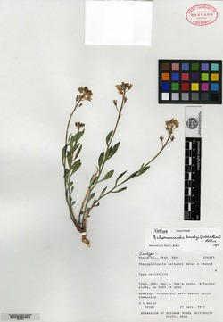 Thelypodiopsis barnebyi image