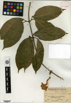 Image of Bignonia binata