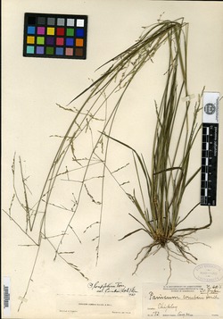 Image of Panicum combsii