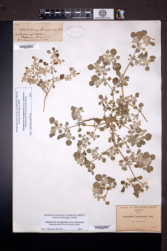 Tidestromia lanuginosa subsp. eliassoniana image