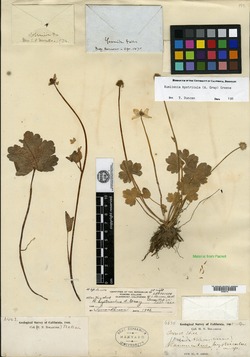 Image of Ranunculus hystriculus