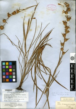 Image of Aster spinulosus