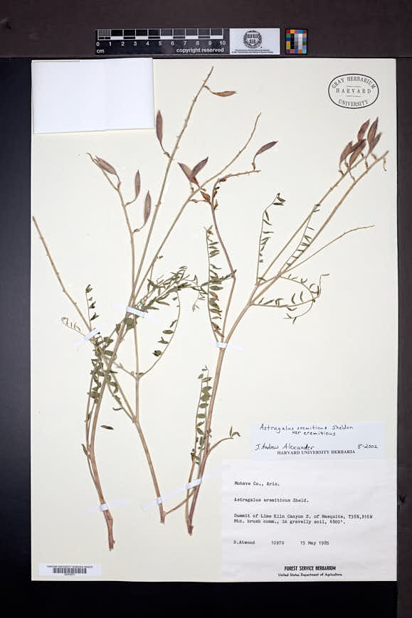 Astragalus eremiticus image