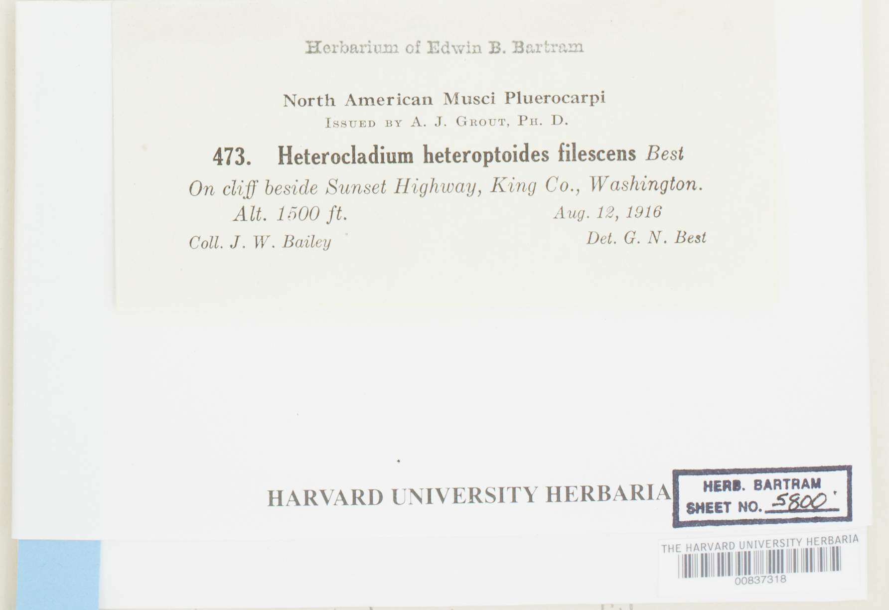 Heterocladium heteropterum var. filescens image