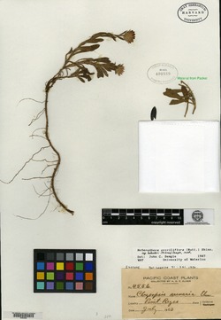 Chrysopsis arenaria image