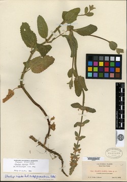 Image of Stachys ramosa