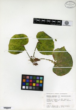 Image of Begonia manicata