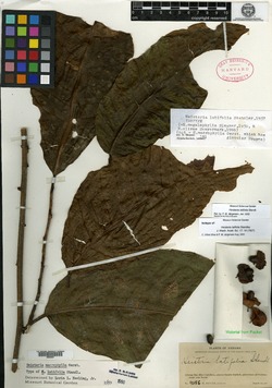 Image of Heisteria latifolia