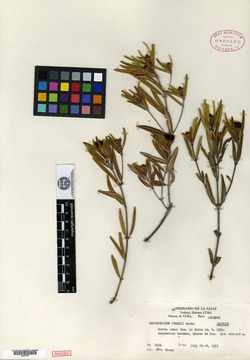 Calycogonium perezii image
